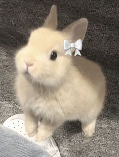 a small rabbit with a bow on it's head sitting next to someones foot