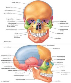 two views of the human skull with labels