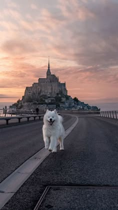 a white dog is walking down the street in front of an island with a castle on it