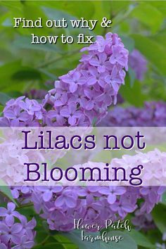 lilacs not blooming with the words find out why and how to fix it