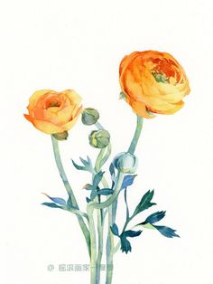 watercolor painting of two orange flowers on a white background