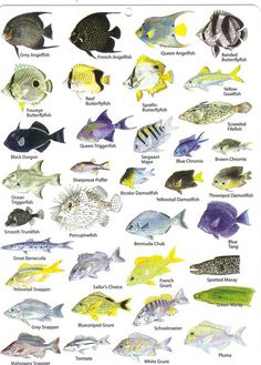 an image of different types of fish