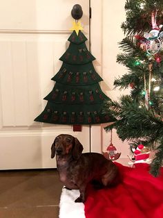 a dachshund dog sitting in front of a christmas tree on the floor