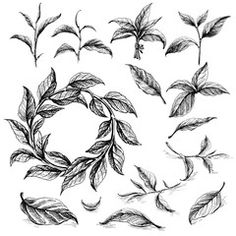 various leaves and branches drawn in ink on white paper stock photo, royalty image and royalty