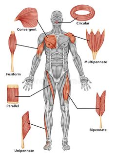 the muscles are labeled in this diagram