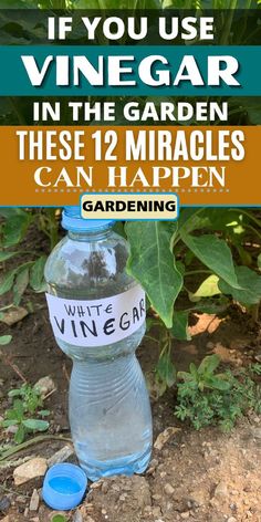 a bottle of wine sitting on the ground next to some plants and dirt with text overlay that reads if you use vinegar in the garden, these 12 miracles can happen