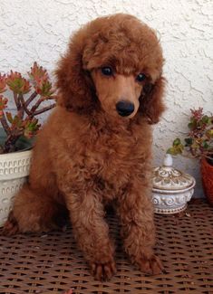 a brown poodle sitting on top of a table next to a potted plant