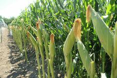 the corn is growing in the field and ready to be picked from the other side