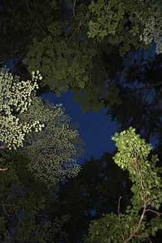 looking up at the tops of trees and leaves in the night sky, from below