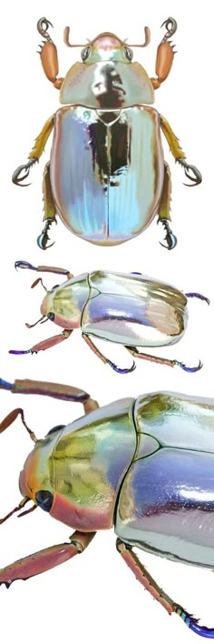 an insect is shown in three different colors