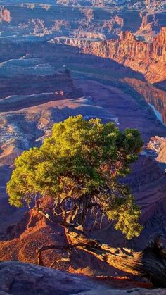 a lone tree sits on the edge of a cliff in grand canyon national park, utah