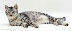 a gray and white cat laying on the ground