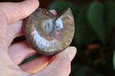 a person holding an amethyst shell in their hand