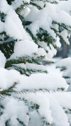 snow covered pine tree branches in the winter