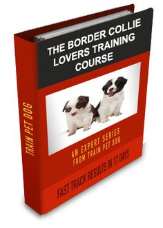 the border collie lover's training course an expert series from train pet dogs