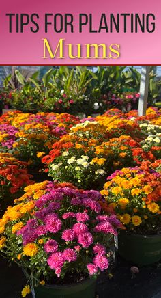 a variety of mums with different color flowers Do Mums Come Back Every Year, Mums In Tall Planters, Garden Mums Landscape, Mums Planted In Ground, Mums In Flower Bed, Mum Colors Combinations, How To Plant Mums In Ground, Mum Garden Ideas