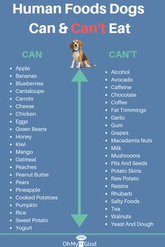 Food dogs can and can't eat. Foods Dogs Can Eat, Collapsible Dog Bowl, Healthy Dog Food Recipes, Human Food, Wet Dog Food, Dog Info, Dog Safety, Training Your Puppy, Dog Recipes