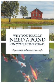 a red house with the words why you really need a pond on your homestead