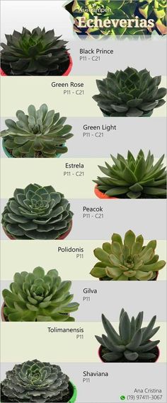 the different types of succulent plants are shown in this poster, which shows how they