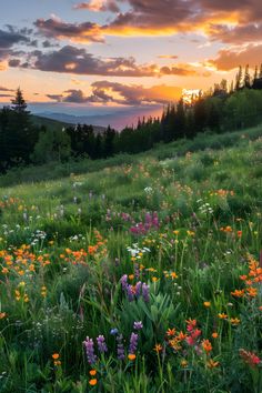 the sun is setting over a field full of wildflowers and other colorful flowers