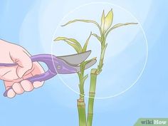 How to Trim Lucky Bamboo Plants: 11 Steps (with Pictures) Organic Fungicide, Bamboo Stalks, Plant Growing