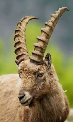 an animal with very long horns standing in the grass