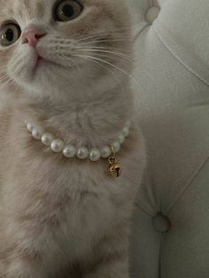 a white cat wearing a pearl necklace