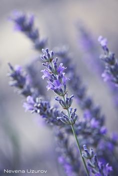 purple flowers are in the foreground and blurry background