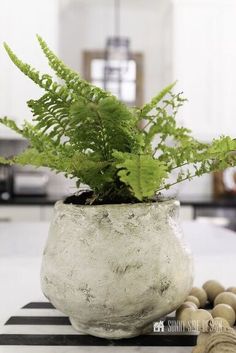 a potted plant sitting on top of a table