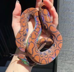 a hand holding an orange and blue snake in it's right arm, with its tail curled up