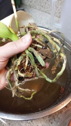 someone is holding up some plants in a bowl