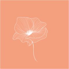 an orange background with a white flower on the bottom right hand corner, and a thin line drawing in the middle