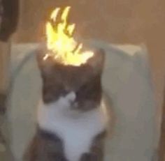 a cat sitting on top of a toilet with a fire in it's head