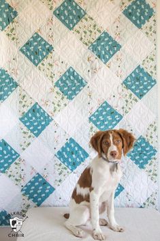 a brown and white dog sitting in front of a quilt