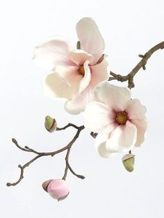 two white and pink flowers hanging from a branch