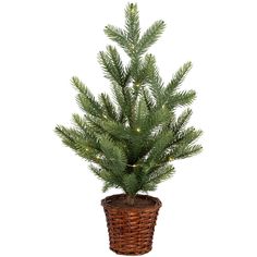 a small pine tree in a wicker basket