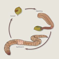 the life cycle of an earthworm