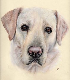 a pastel drawing of a white dog's face with brown eyes and nose