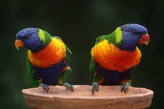 two multicolored birds sitting on top of a birdbath next to each other