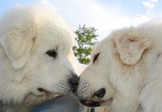 two white dogs with their noses touching each other