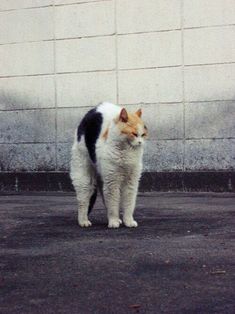 a black, white and orange cat standing in front of a wall