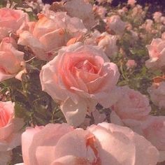 many pink roses are blooming in the field