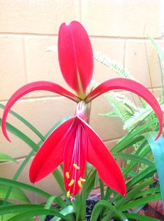 a red flower is growing in a pot