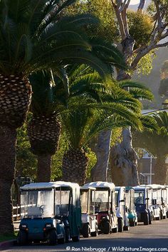 several golf carts lined up on the side of the road in front of palm trees