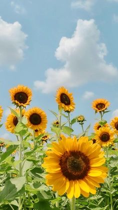 the sunflowers are blooming in the field with blue sky and white clouds