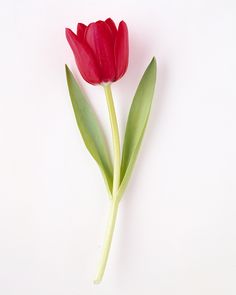 two red tulips with green stems on a white background, one is still blooming