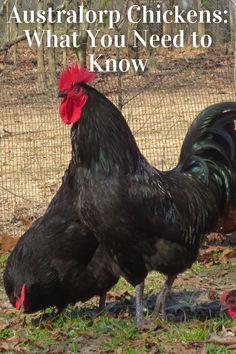 a black rooster standing on top of grass next to a wire fence with the words, australia chickens what you need to know