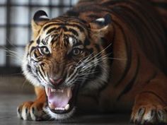 a close up of a tiger on the ground with it's mouth wide open