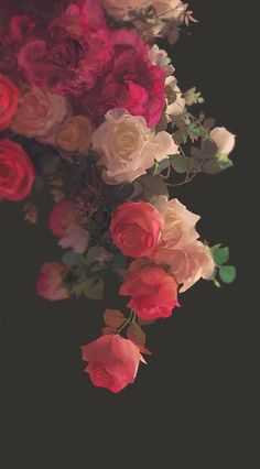 a bunch of flowers that are on a black background with red and white roses in the bottom right corner