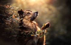 a brown dog standing on it's hind legs and looking up at the sky